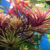 Limnophila aromatica