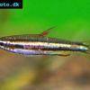 Zwergziersalmler - Nannostomus marginatus