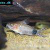 Guapore Panzerwels - Corydoras guapore