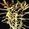Ammania gracilis