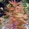 Ludwigia inclinata