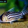 Bänder-Panzerwels - Corydoras schwartzi