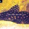 Perlhuhnwels - Synodontis angelicus