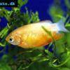 Honigfadenfisch - Trichogaster chuna