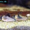Siebenfleck-Panzerwels - Corydoras septentrionalis