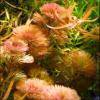 Cabomba furcata