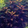 Ludwigia glandulosa