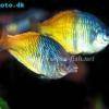 Boesemans Regenbogenfisch - Melanotaenia boesemani