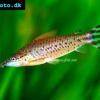 Schwanzstreifen-Panzerwels - Dianema urostriatum