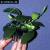 Anubias barteri “Nana”