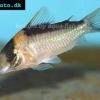 Imitator-Panzerwels - Corydoras imitator