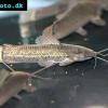 Schwielenwels - Callichthys callichthys