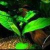 Anubias heterophylla