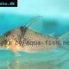 Tigerpanzerwels - Corydoras pastazensis