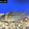 Inirida-Panzerwels - Corydoras delphax