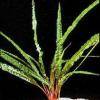 Cryptocoryne balansae