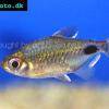Afrikanischer Mondsalmler - Bathyaethiops caudomaculatus
