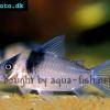 Miguelito-Panzerwels - Corydoras virginiae