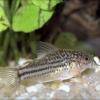 Corydoras nanus