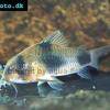 Corydoras weitzmani