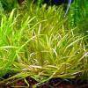 Blyxa japonica