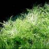 Synnema triflorum