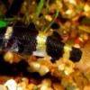 Goldringelgrundel - Brachygobius nunus