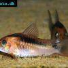 Zügelpanzerwels - Corydoras zygatus