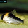 Kupferfleck-Corydoras - Corydoras duplicareus