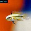 Dreistreifenzwergbuntbarsch - Apistogramma trifasciata