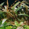 Cryptocoryne albida