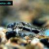 Marmorierter Zwergpanzerwels - Corydoras habrosus