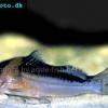 Masken-Imitatorwels - Brachyrhamdia rambarrani