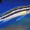 Gelber Schlankcichlide - Julidochromis ornatus