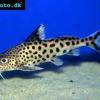 Vielpunkt-Fiederbartwels - Synodontis multipunctatus