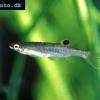 Spritzsalmler - Copella arnoldi