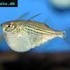 Gemeiner Silberbeilbauchfisch - Gasteropelecus sternicla