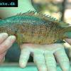 Kletterfisch - Anabas testudineus