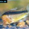 Rostpanzerwels - Corydoras rabauti