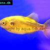 Großer Goldkugelfisch - Xenopterus naritus