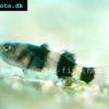 Brachygobius doriae