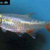 Rotflossensalmler - Aphyocharax anisitsi