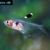 Roter Goldflecksalmler - Hyphessobrycon griemi