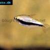 Kaisersalmler - Nematobrycon palmeri