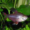 Rosensalmler - Hyphessobrycon rosaceus