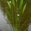 Sagittaria graminea