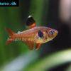 Roter Phantomsalmler - Hyphessobrycon sweglesi