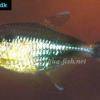 Fleckensalmler - Hemigrammus ocellifer