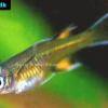 Pazifik-Blauauge - Pseudomugil signifer