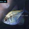 Silbermantelsalmler - Gymnocorymbus thayeri